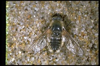 : Villa agrippina; Bee Fly