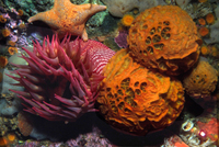 : Tethya aurantia; Orange Puffball Sponge;