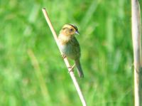 Nelson's Sharp-tailed Sparrow