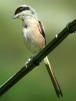 긴꼬리때까치 Lanius schach | long-tailed shrike