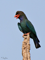 Dollarbird Scientific name - Eurystomus orientalis