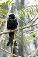 Hair-Crested Drongo 髮冠卷尾