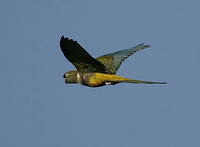 Burrowing Parrot