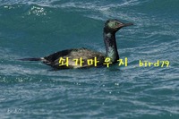 쇠가마우지