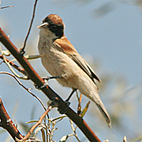 European Penduline-tit