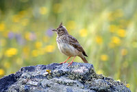 Photo of  chocholouš vavřínový Galerida theklae Thekla Lark Theklalerche Cagujada Montesina