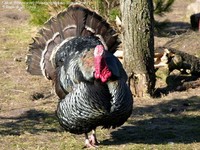 Kalkun (Bronzefarvet) (Meleagris gallopavo (Bronzefarvet)) Foto/billede af