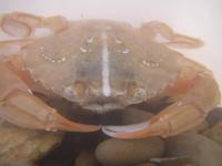 Polybius holsatus - Swimming Crab