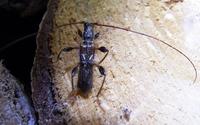 Molorchus minor minor