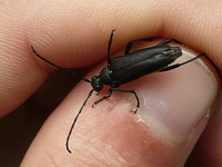 Leptura aethiops