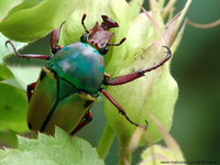 Cyprolais loricata