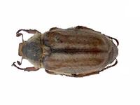 Anoxia sardoa