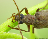 Calopus serraticornis