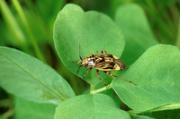 Lygus lineolaris