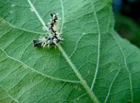 Polygonia c-album - Comma