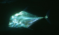 ...Image of Alectis indicus, Indian threadfish, Indiese spieëlvis, Talakitok, Khait, Othaimy, Bambo
