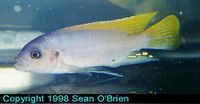 Maylandia greshakei, William's mbuna: aquarium