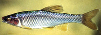 Cyprinella whipplei, Steelcolor shiner: