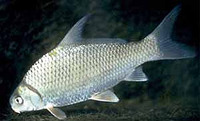 Carpiodes velifer, Highfin carpsucker: aquarium