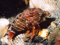 Rhamphocottus richardsonii, Grunt sculpin: aquarium