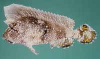 Ptarmus jubatus, Crested scorpionfish: