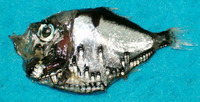 Polyipnus polli, :