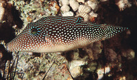 Canthigaster margaritata, :