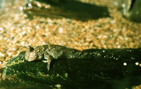 Periophthalmus barbarus, Atlantic mudskipper: fisheries, aquarium