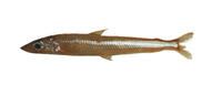 Argentina elongata, : fisheries