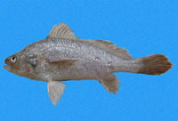 Stellifer ericymba, Hollow stardrum: