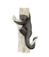 Image of: Arctictis binturong (binturong)