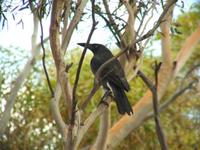 Strepera versicolor - Grey Currawong