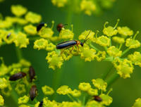 Image of: Cantharidae (soldier beetles)