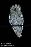 Otus scops - Scops Owl