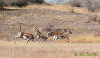 Gazella subgutturosa - Goitered Gazelle