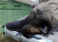 Arctocephalus pusillus - South African Fur Seal