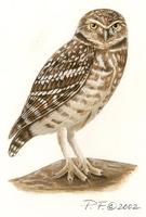 Image of: athene cunicularia (burrowing owl)
