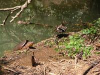 Image of: Chelydra serpentina (snapping turtle), Anas platyrhynchos (mallard)