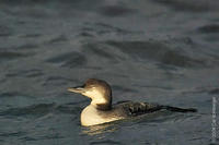 Image of: Gavia immer (common loon;great northern diver)