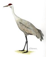 Image of: Grus canadensis (sandhill crane)