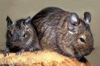 Octodon degus - Degu