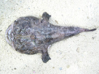 Lophius piscatorius - Angler