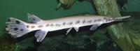 Image of: Lepisosteus osseus (longnose gar)