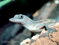 Anolis bartschi