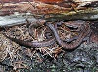 Zootoca vivipara - Common Lizard