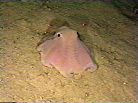 Opisthoteuthis agassizii