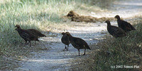 Swamp Francolin - Francolinus gularis