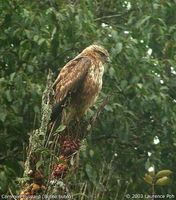 Common Buzzard - Buteo buteo