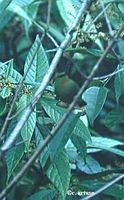 Fire-tailed Myzornis - Myzornis pyrrhoura