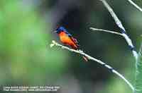 Long-tailed Minivet - Pericrocotus ethologus